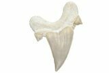 Fossil Shark Tooth (Otodus) - Morocco #226905-1